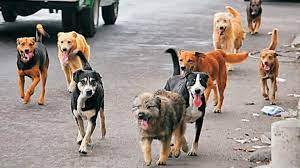 perros