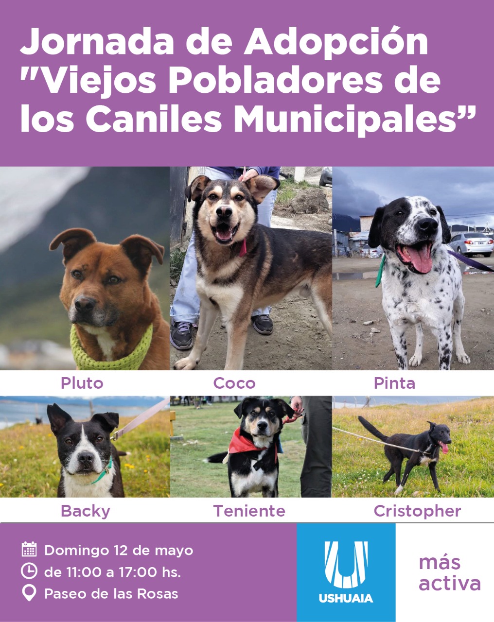 flyer jornada de adopcion