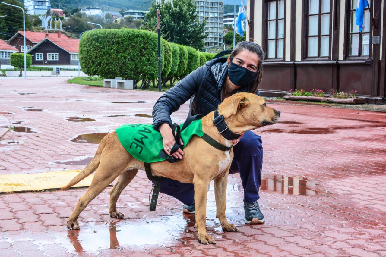 perros