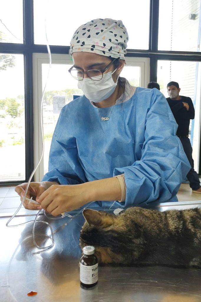 zoonosis 2