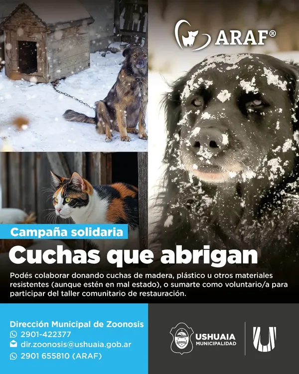 perro 1